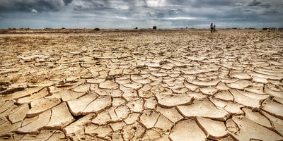 Drought Survival Tips